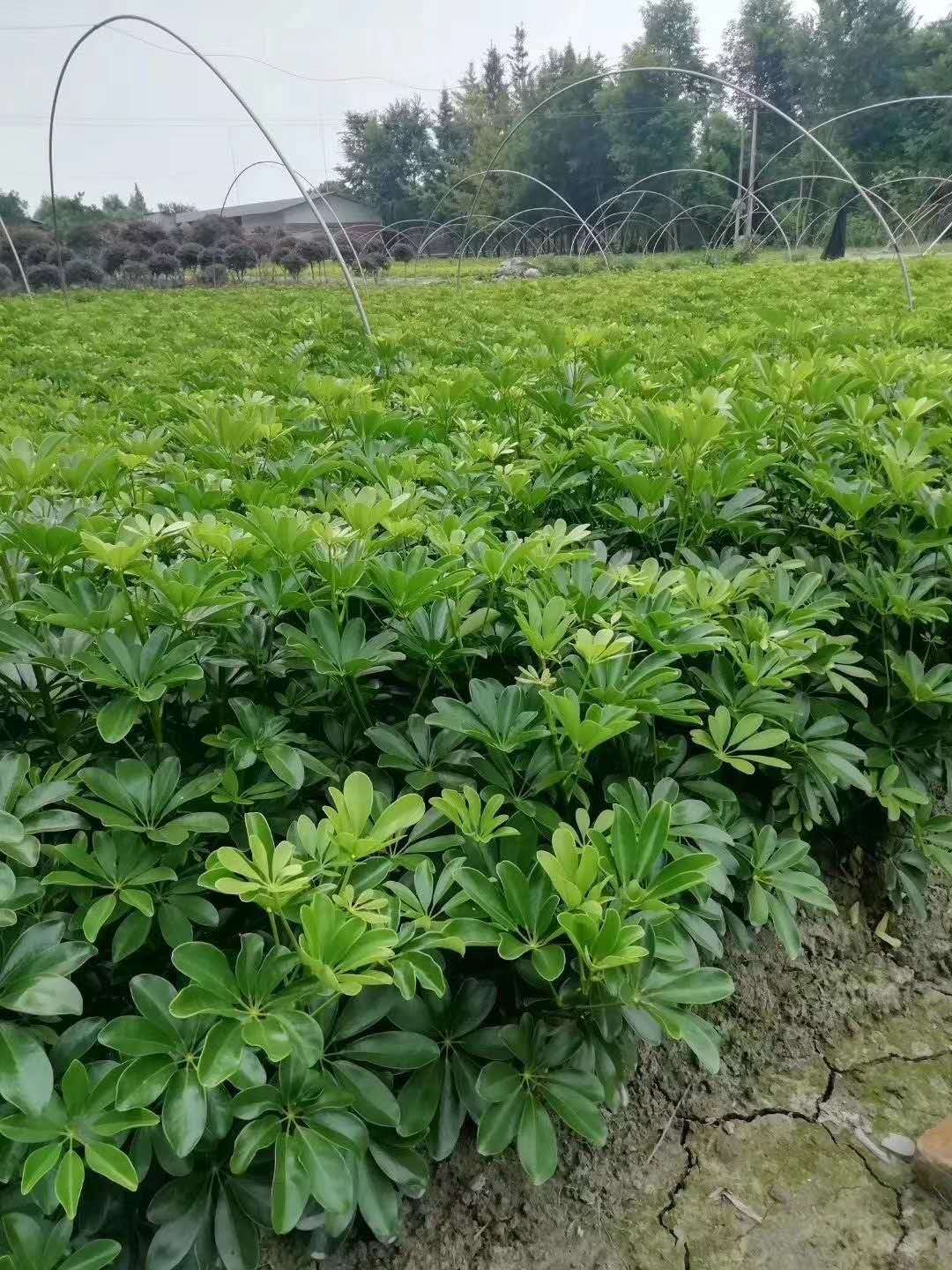  鸭脚木袋苗 观叶植物净化空气耐荫常绿现货供应批发价格价优物美