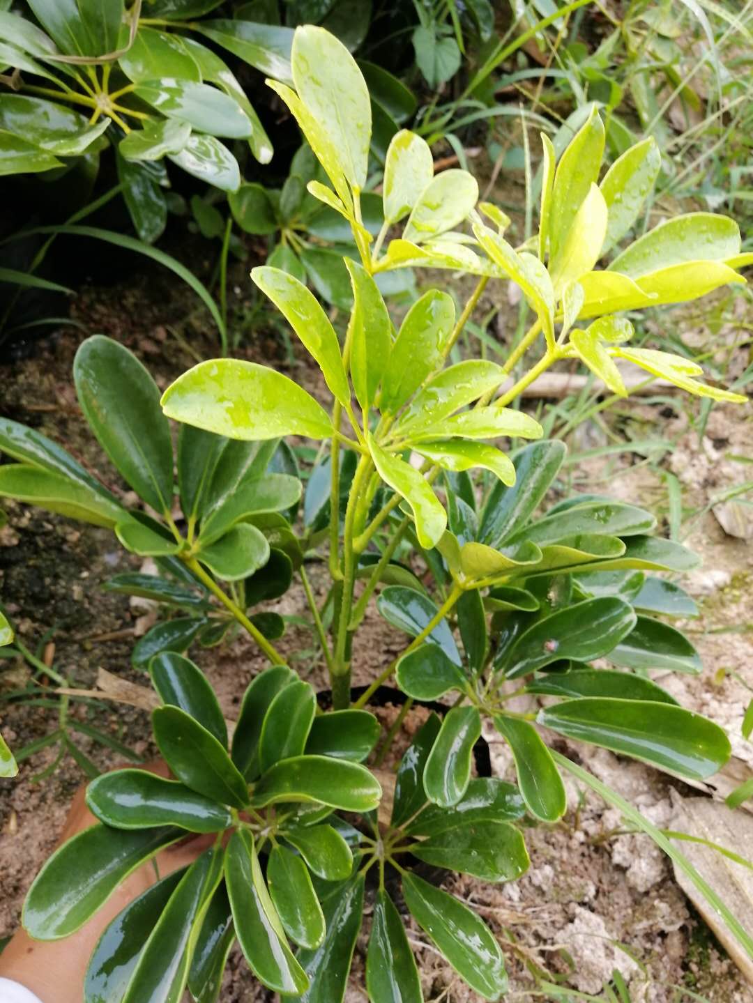  鸭脚木袋苗 观叶植物净化空气耐荫常绿现货供应批发价格价优物美