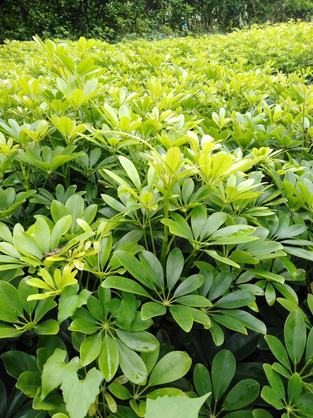  鸭脚木袋苗 观叶植物净化空气耐荫常绿现货供应批发价格价优物美