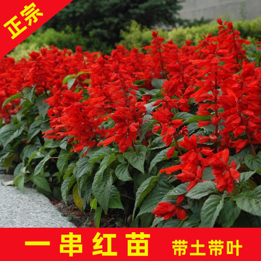 永春县 一串红20cm高袋苗花朵茂密花期长适应性强大量供应欢迎咨询