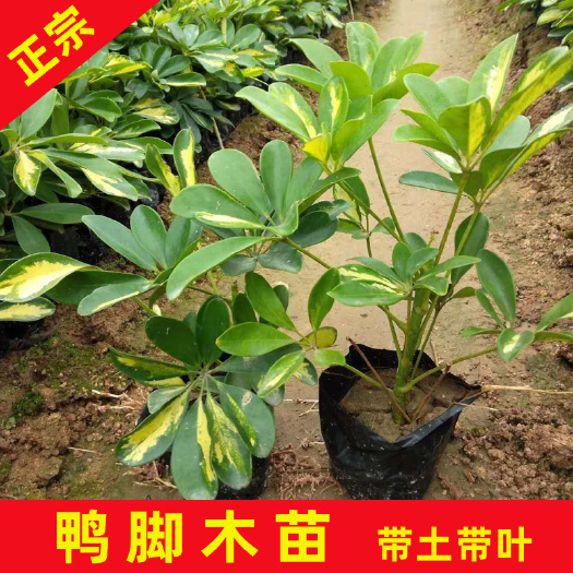 永春县 鸭脚木袋苗 观叶植物净化空气耐荫常绿现货供应批发价格价优物美