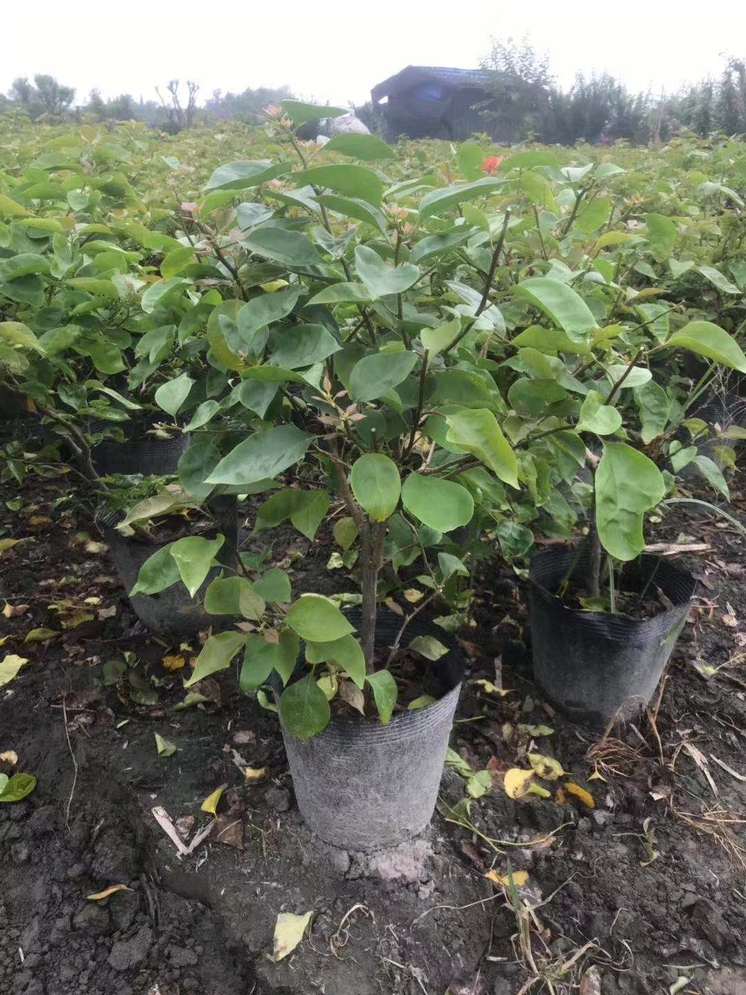  成都三角梅批发 成都绿化苗木批发基地 三角梅价格 三角梅供应