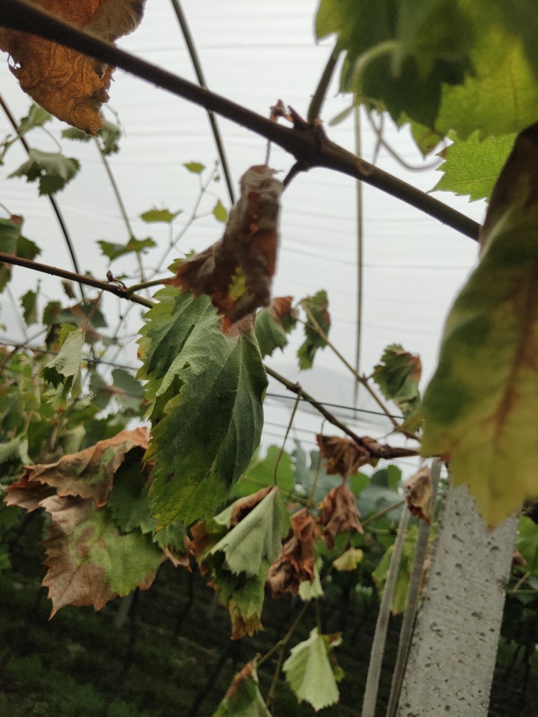 你好老师有几根葡萄树都干枯了是什么问题麻烦老师看下