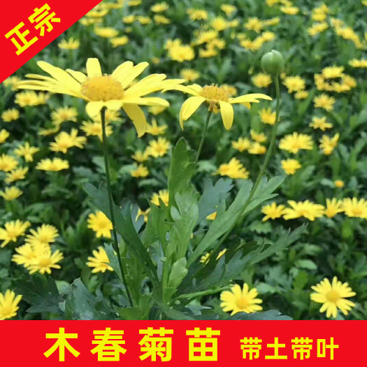 木春菊苗 木春菊袋苗带原土发货四季开花易繁殖大量供应品质保证观花植物
