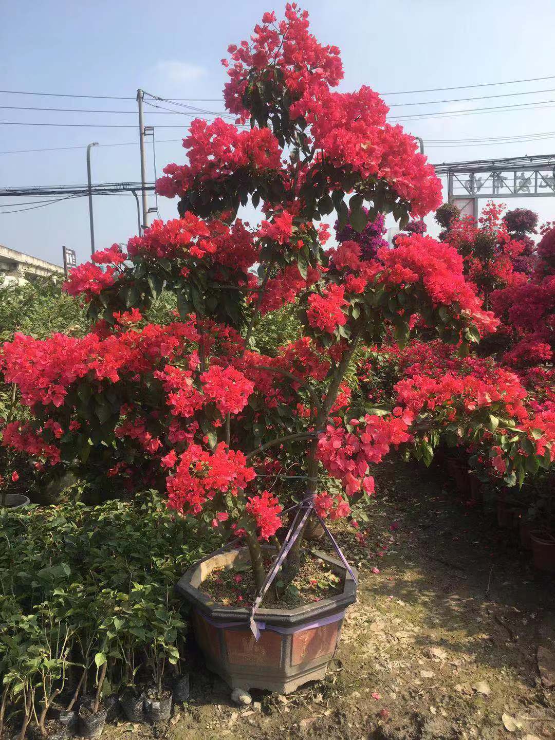  成都三角梅批发 成都绿化苗木批发基地 三角梅价格 三角梅供应