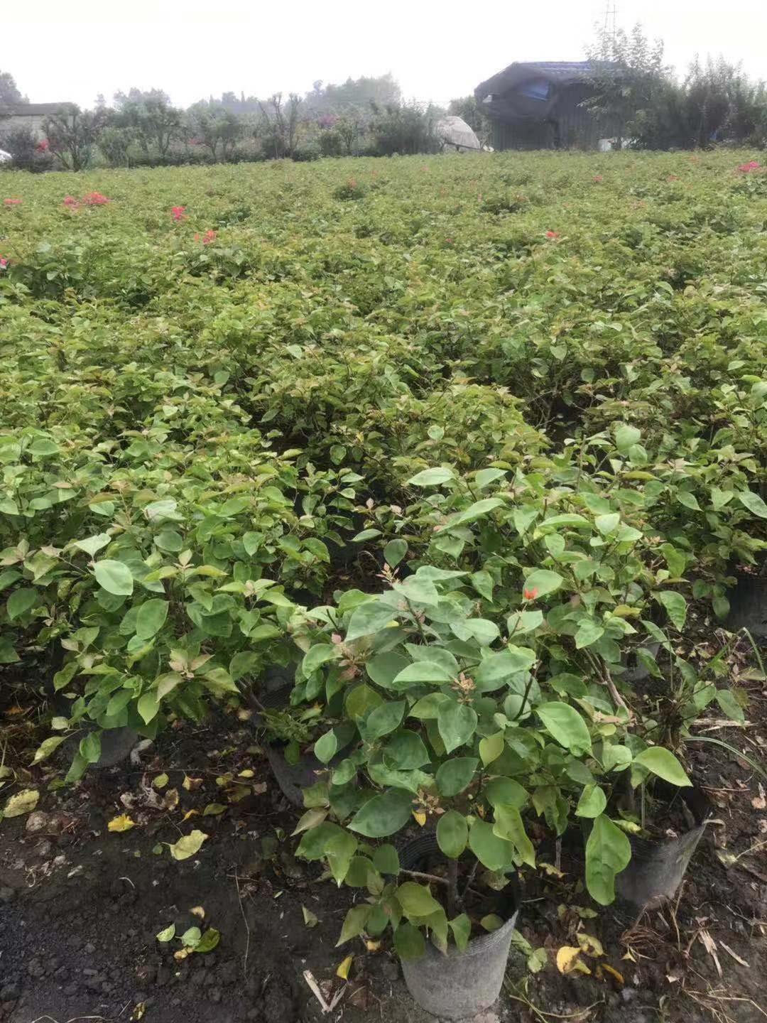  成都三角梅批发 成都绿化苗木批发基地 三角梅价格 三角梅供应
