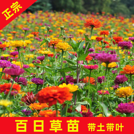 永春县 百日草袋苗20-25cm高黄、粉、橙几种颜色大量批发花卉植物