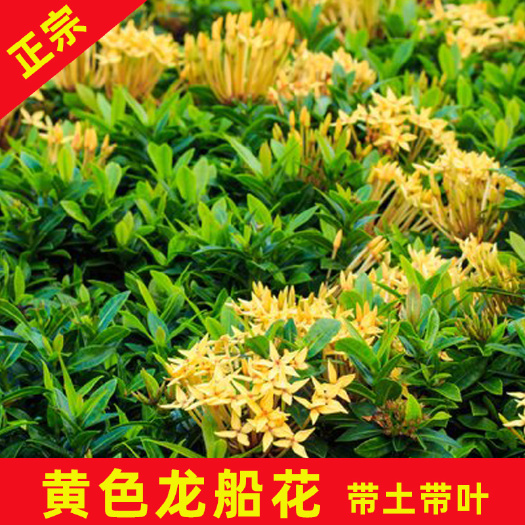 永春县 黄色龙船花袋苗好种易管理带土发货花期绵长艳丽工程绿化专用苗