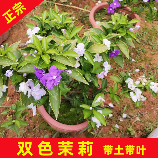 永春县 双色茉莉袋苗 多规可选枝叶茂盛精选花苗带土发货花卉绿植
