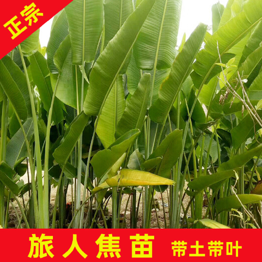 永春县 旅人蕉苗高20cm/1.5m多分枝四季常绿精选优质苗园林绿化