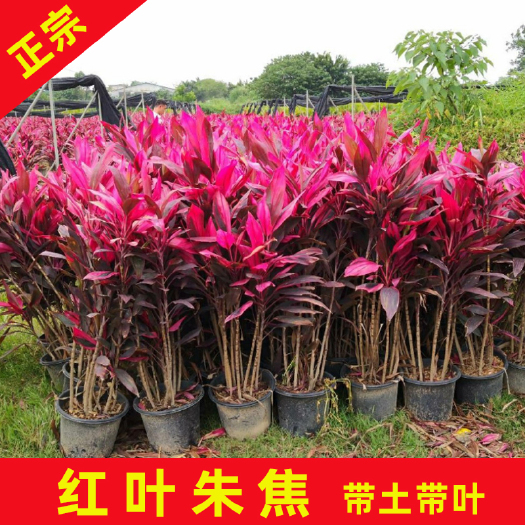 永春县 红叶朱蕉袋苗叶色鲜艳株型挺拔观叶盆景花卉植物大量有货欢迎选购
