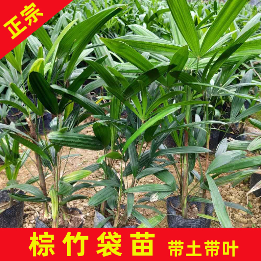 永春县 棕竹袋苗多分枝库存大量精选优质苗批发价格常绿观叶植物四季青翠