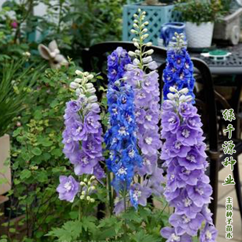 沭阳县飞燕草种子简单种植提供技术支持耐寒花卉花海道路公园庭院阳台