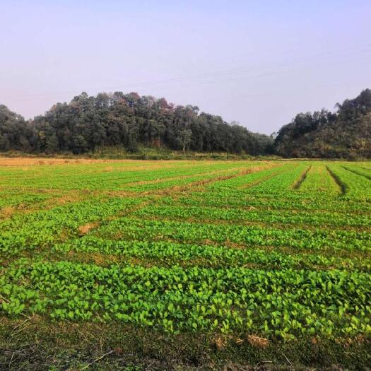 涟源市 涟源特产供应 大豆生产基地  优质大豆