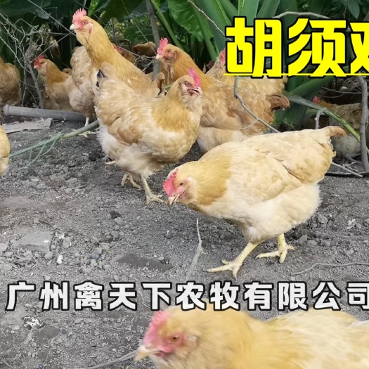 广州禽天下胡须鸡苗土鸡苗全国发货包疫苗包路损