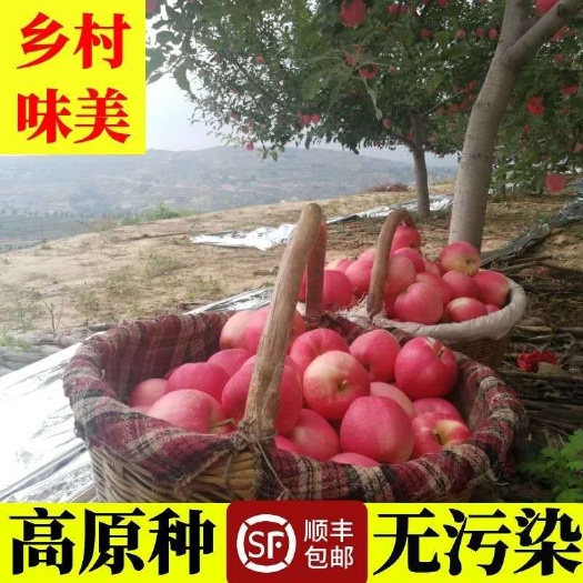 静宁县静宁苹果 静宁红富士脆甜多汁80mm以上批发零售精品果子