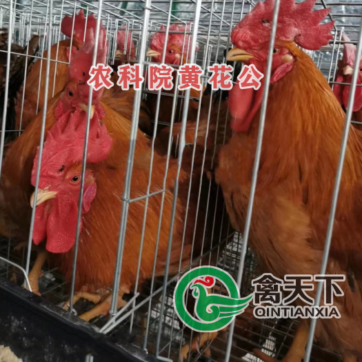广州禽天下快大黄鸡苗快大型九斤黄公苗包疫苗路损