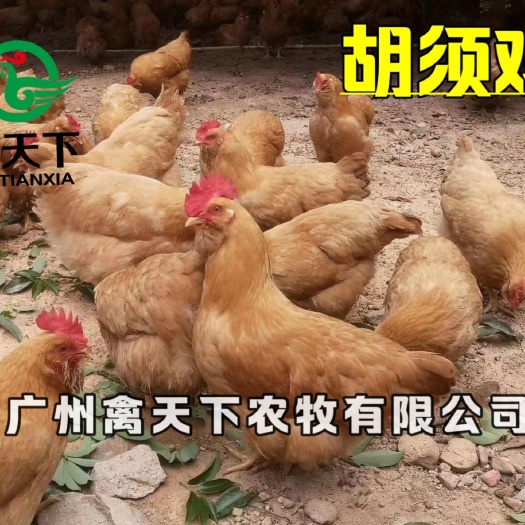 长沙禽天下胡须鸡苗母苗出壳苗包疫苗路损