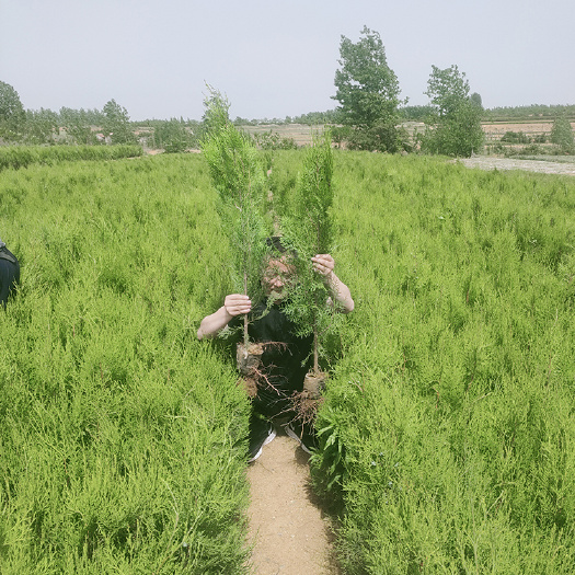 莒南县 大量供应侧柏苗规格齐全价格低廉容器苗易成活