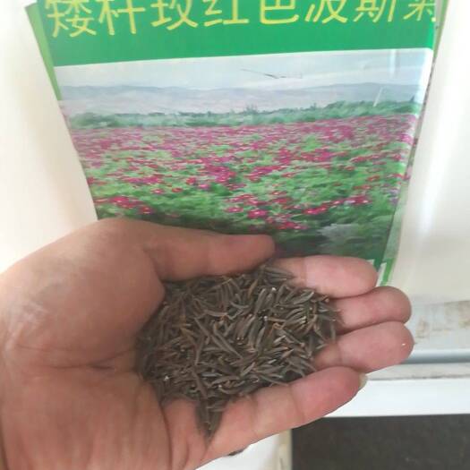  波斯菊种子格桑花种子矮杆单色大花波斯菊种子生产厂家