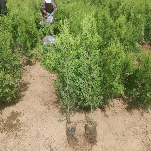 莒南县 80公分侧柏苗，山东侧柏苗大理低价处理