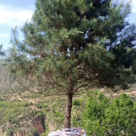 莒南县 2米－5米黑松，黑松树大量销售，现场看树挖树起大土球