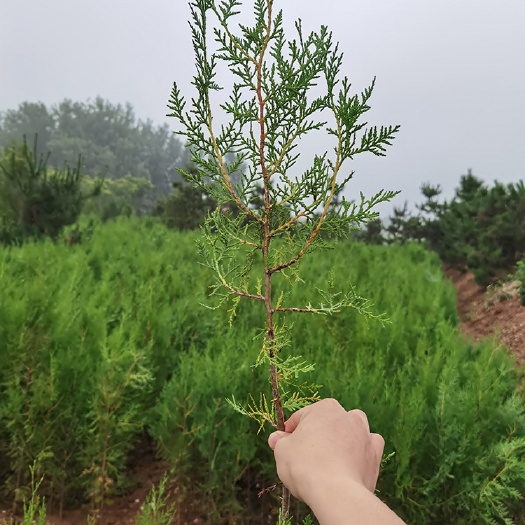 莒南县 80－100公分侧柏苗，山东侧柏苗大量有货供应