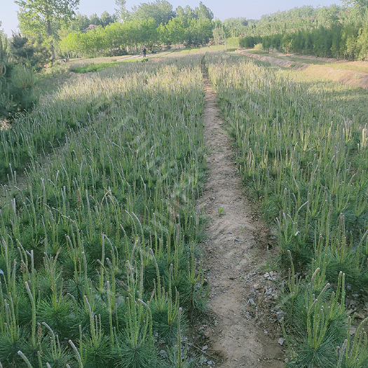 莒南县 50－100公分黑松苗大量销售，山东黑松苗