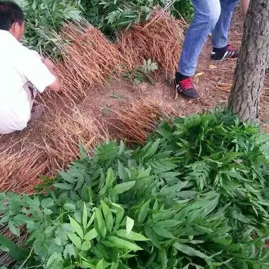 九江 一年生无患子小苗/高度60公分价格0.55元无患子种子