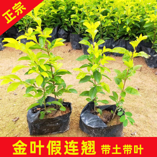永春县 金叶假连翘袋苗多分枝 精选靓苗价格美丽大量有货工程专用绿化苗