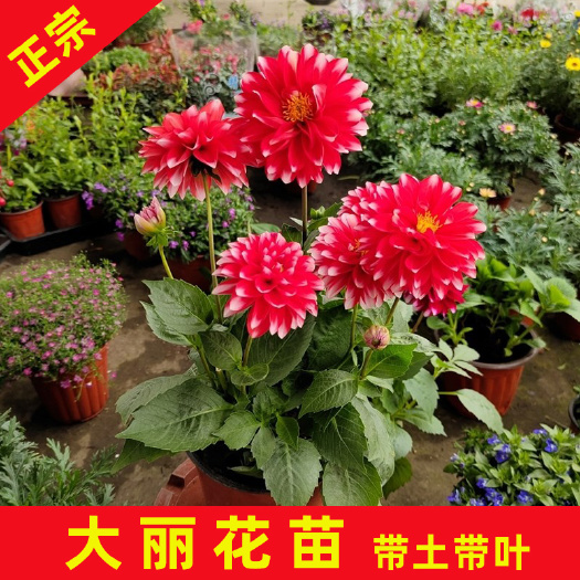 永春县大丽花苗 小丽花盆栽带原土发货品质保证大量有货矮化多年生观花植物花期长