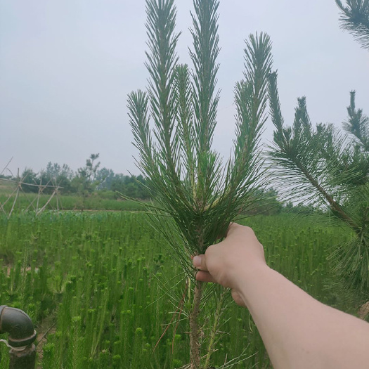 莒南县 60公分黑松苗，临沂黑松苗大量供应