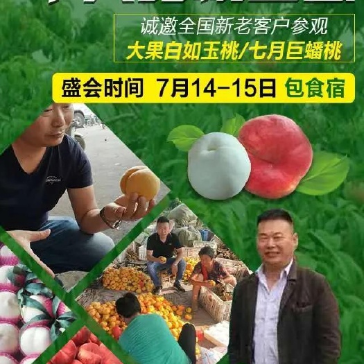 商丘毛桃苗 七月14号大果白如玉桃，黄金蟠桃观摩会，欢迎前来