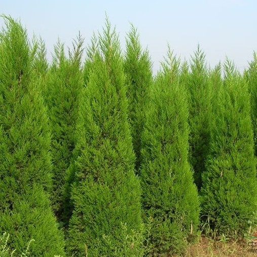 沭阳县 清明松墓地松 松树苗扫墓树苗松柏侧柏桧柏柏树蜀桧柏树苗