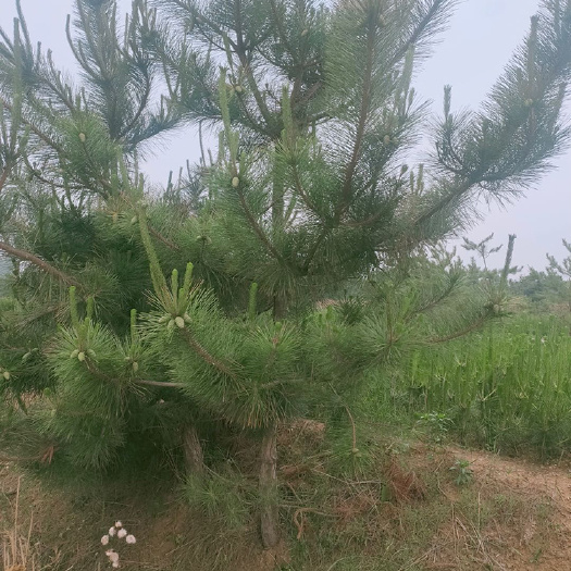 莒南县 2米黑松树苗供应，现场 看树挖树起土球