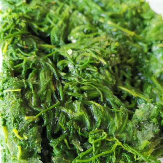 沧县黄须菜黄席菜盐地碱蓬餐饮用食材