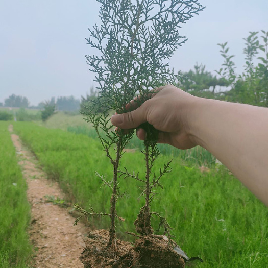 莒南县 50－100公分侧柏苗大量低价处理，容器苗易成活四季可栽活