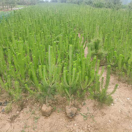 莒南县 精品黑松苗低价出售，容器苗成活率高