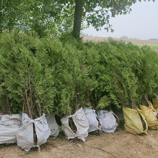 莒南县 大量供应各规格侧柏苗，容器苗质量好成活率高