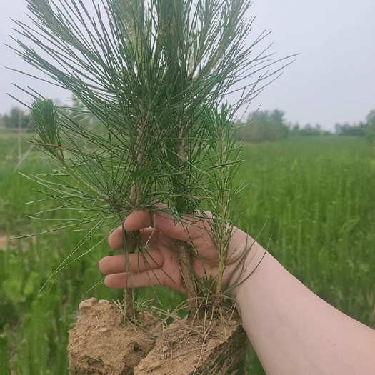  大量供应营养杯黑松苗，山东黑松苗，质量好价格低四季可栽