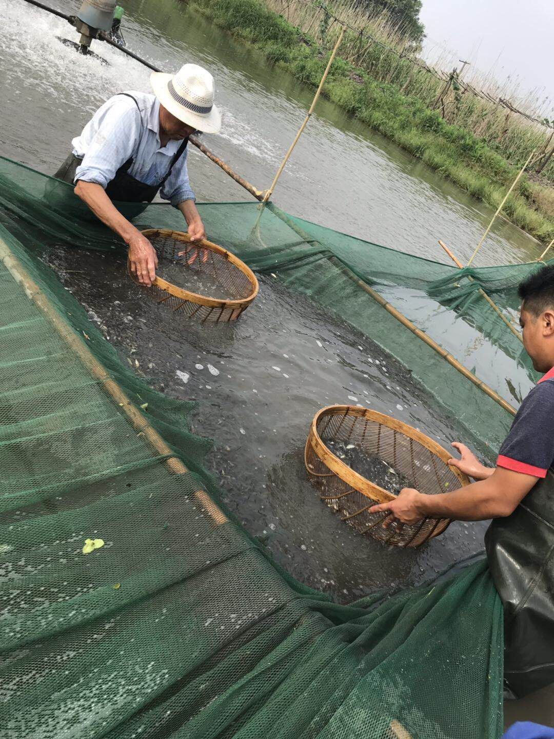  淡水石斑鱼 商品鱼 2两-半斤 肉质鲜美 欢迎咨询