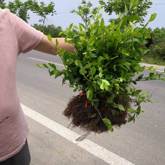 沭阳县 小叶扶芳藤 绿地护坡用扶芳藤 北部地区卫矛小苗耐寒抗冻育苗