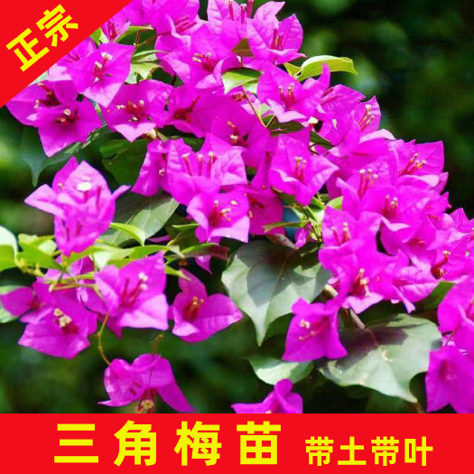 永春县同安红三角梅袋苗直径1cm以上带土发货四季开花爬藤庭院植物
