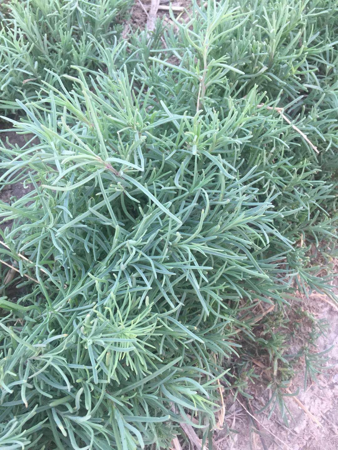 速冻黄须菜，碱蓬草，餐饮配送，酒店宴会，长期供货