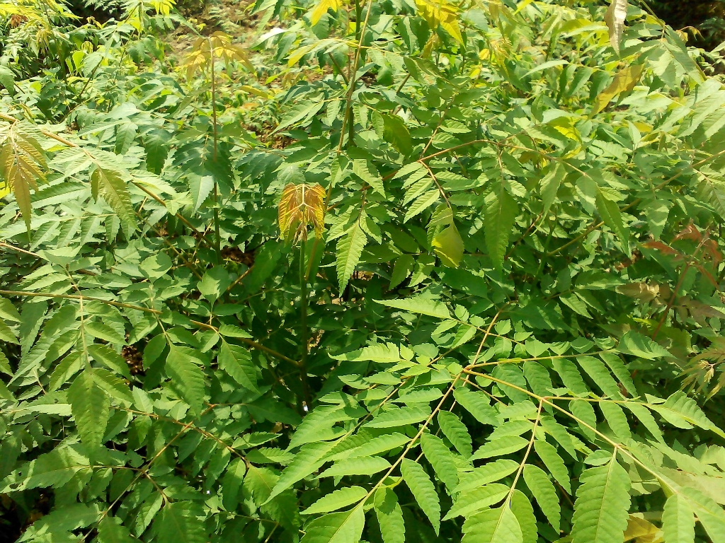  栾树小苗高度100公分/地径1公分栾树小苗