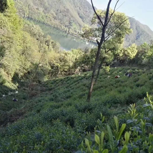 金寨县 六安瓜片，纯手工，炭火烘焙，茶农直销，原产地，高山茶，包邮