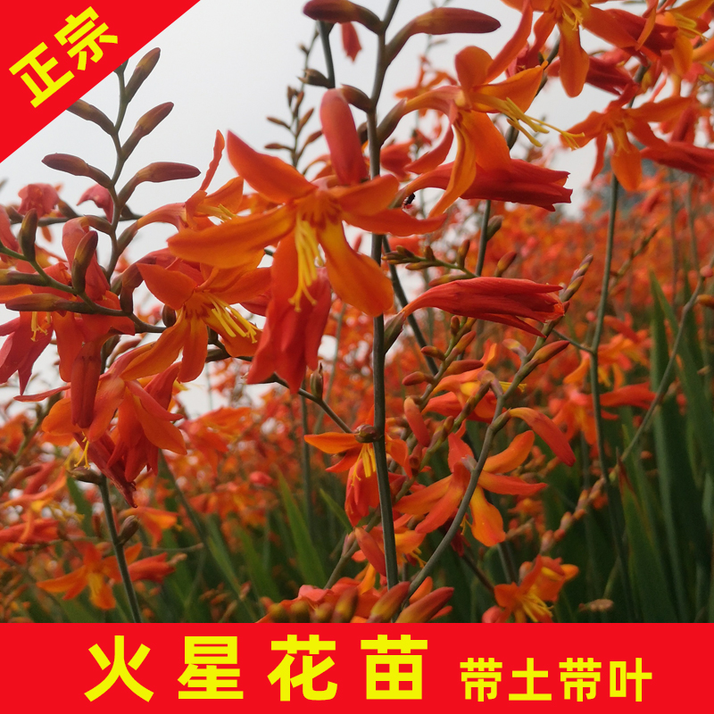 永春县黄兰 火星花袋苗高度1米～1米2 多年生草本植物喜阳耐寒适应性强