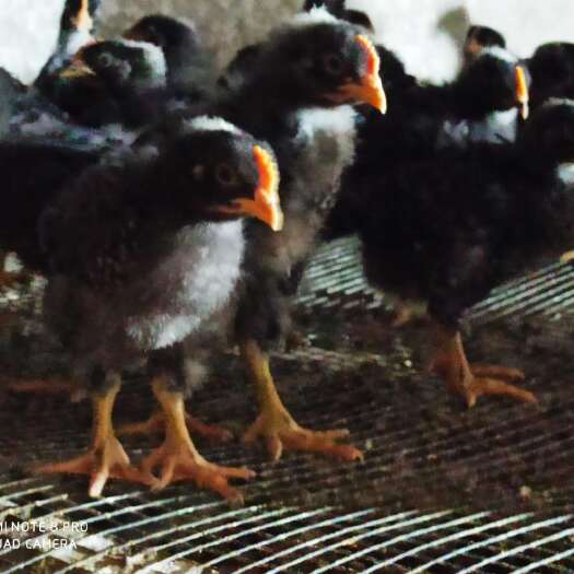 昆明 芦花鸡苗 假一赔十 质量保证 包运输 成活率高