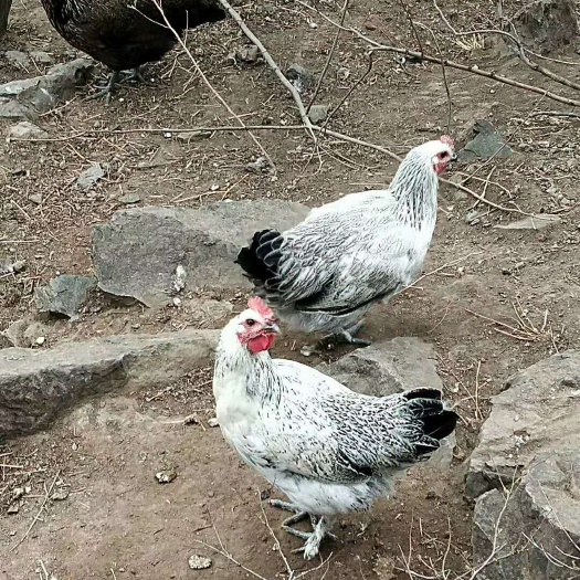 昆明 云南正宗本地土鸡苗 成活率高