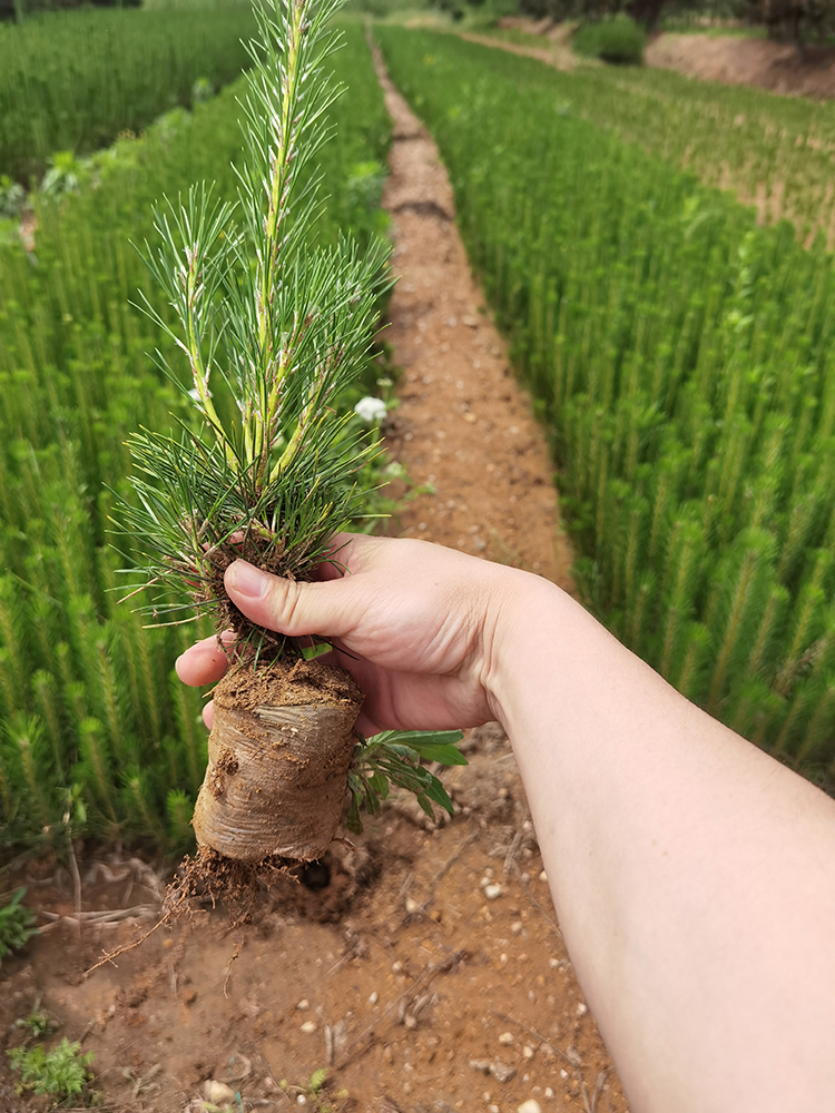 基地大量直供黑松小苗 黑松杯苗 黑松可大量供货